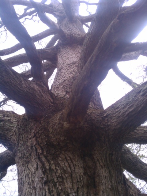 Kieffer Oak Tree 4
